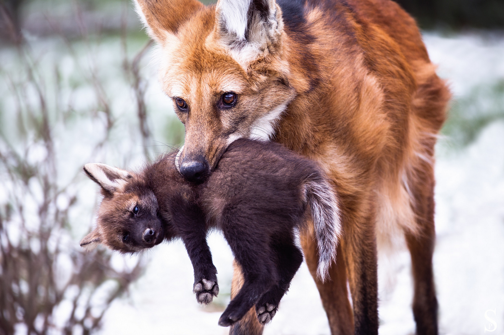 Mother and Baby