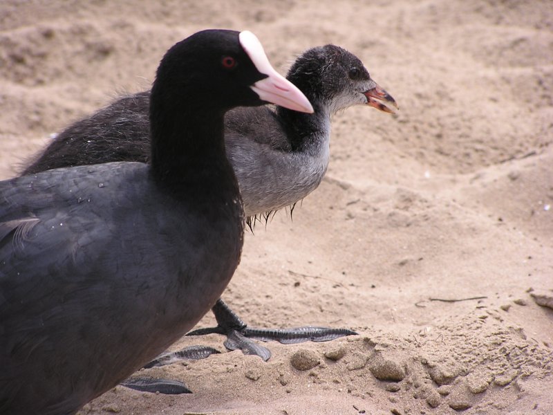 Mother and child