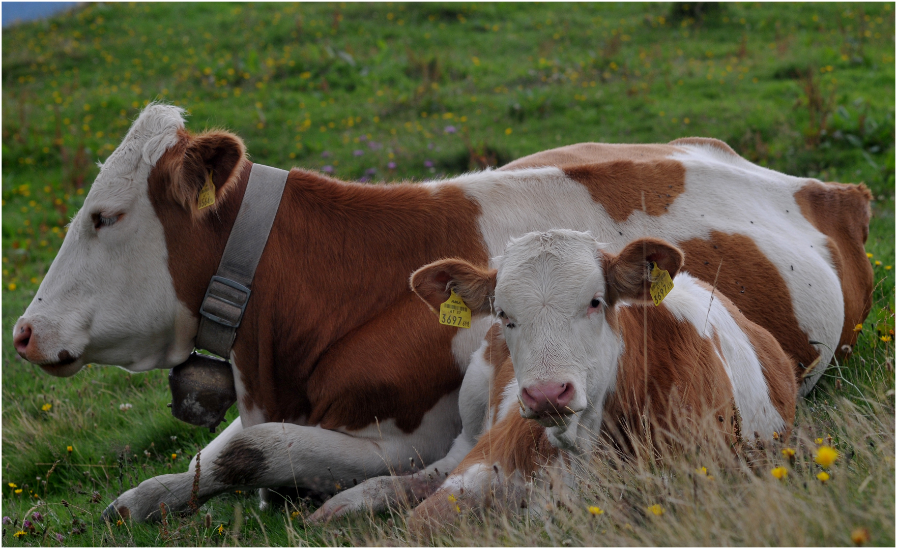 Mother and Child 3697