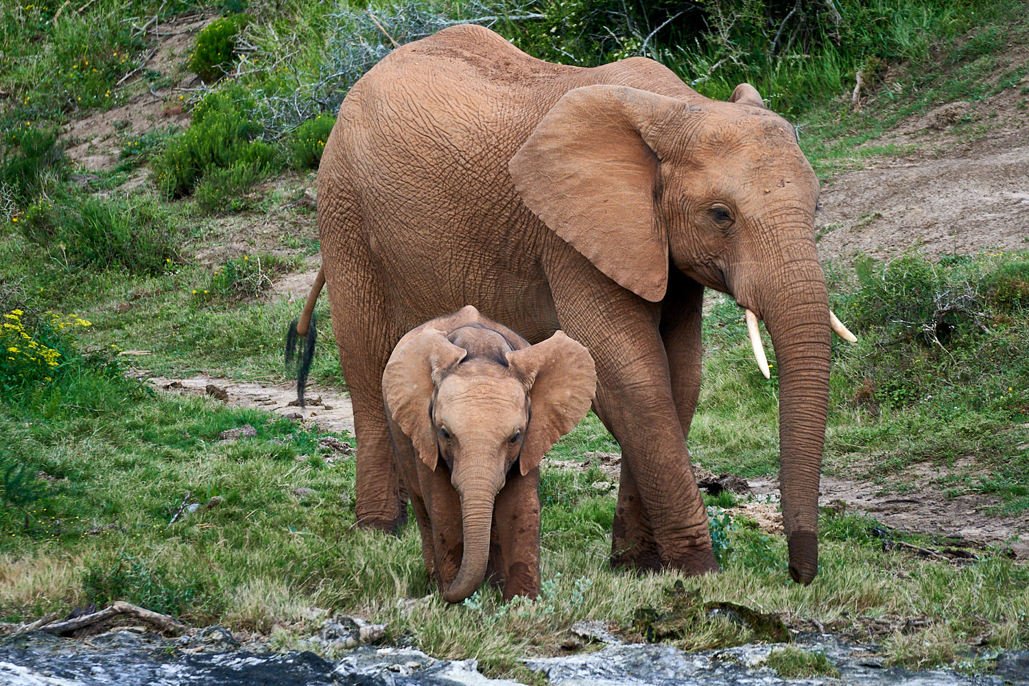 Mother and Child