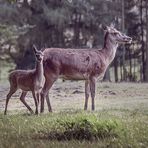 Mother And Child