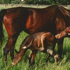 Mother and Child