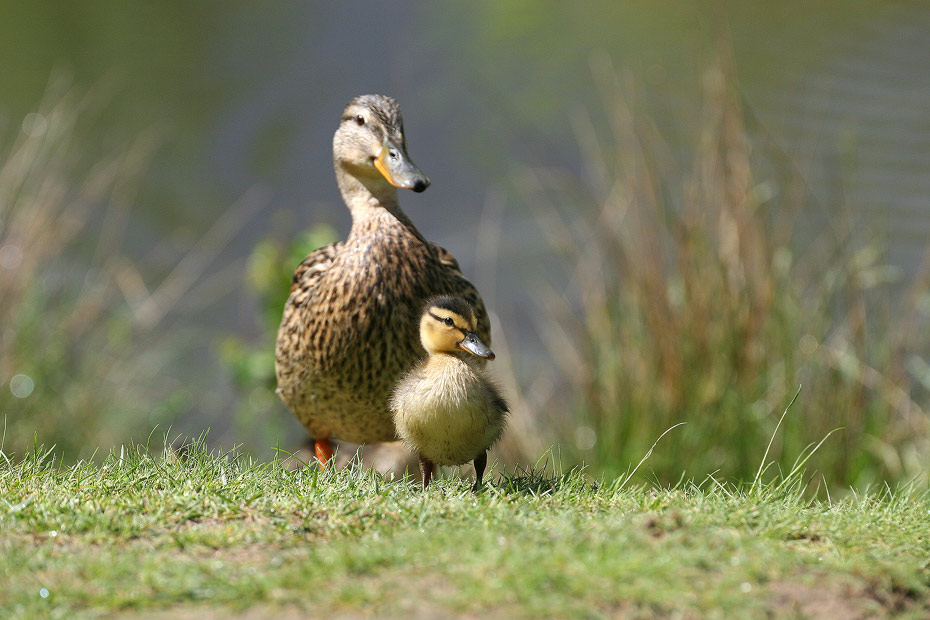 Mother and Child :O))))