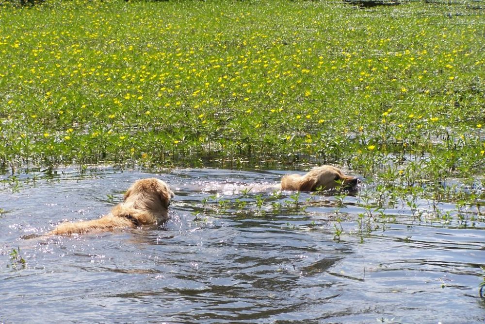 Mother and daughter swimming