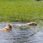 Mother and daughter swimming