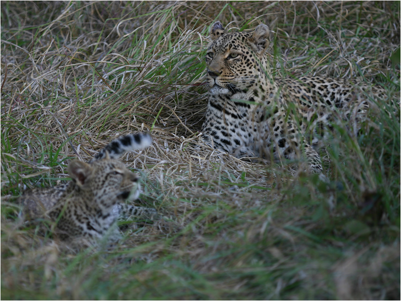 Mother and kitten