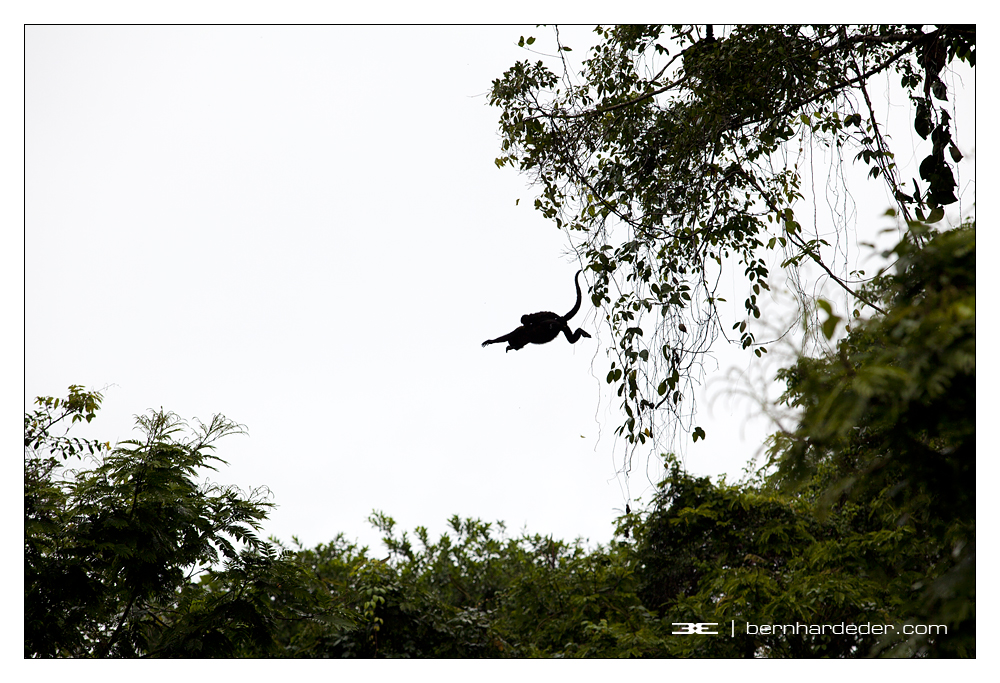 mother & baby howler monkey