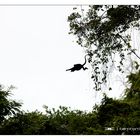 mother & baby howler monkey