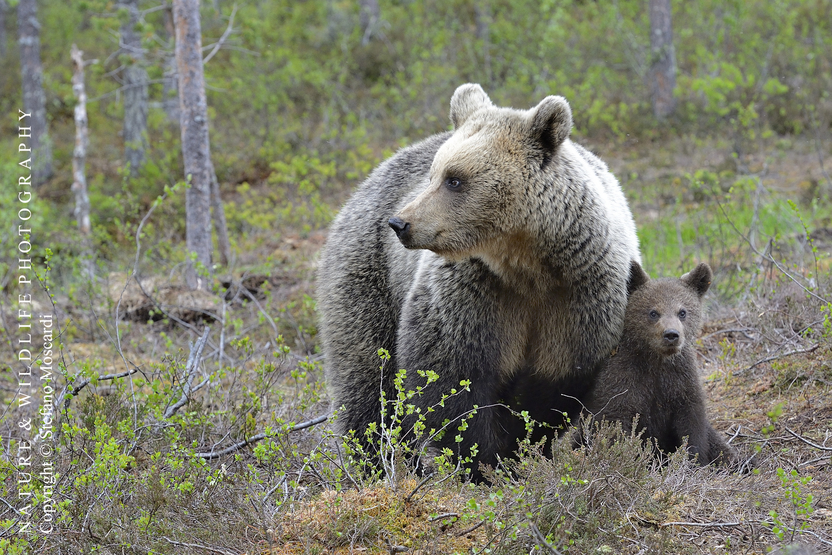 Mother bear with cub - Pirttivaara (Finland)