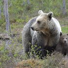 Mother bear with cub - Pirttivaara (Finland)