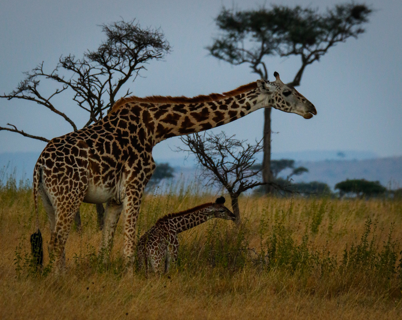 Mother & Cub