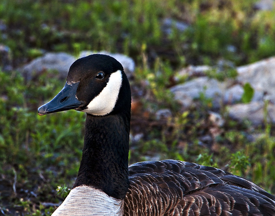 Mother Goose sitting