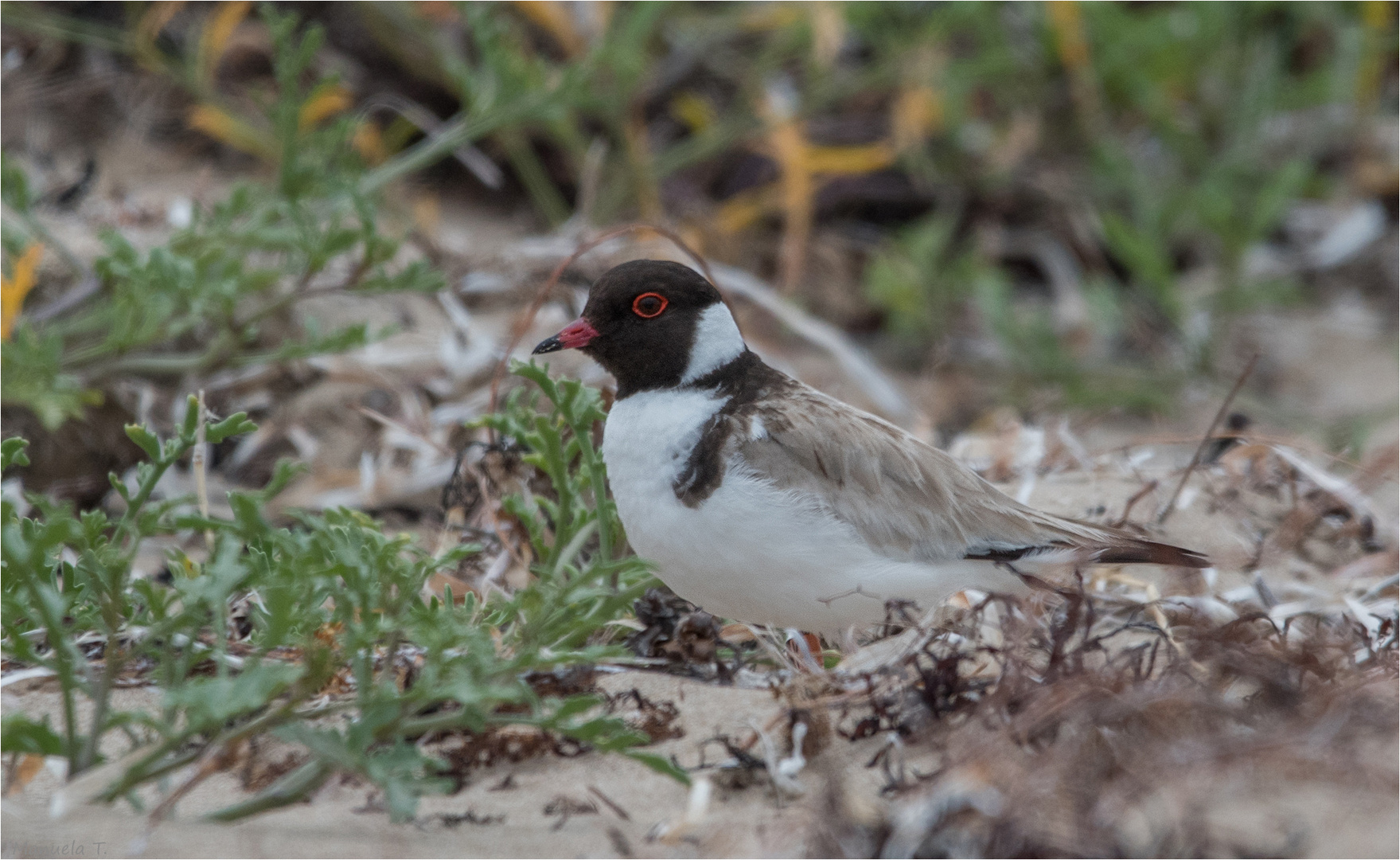 Mother Hooded Plover