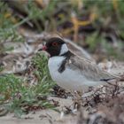 Mother Hooded Plover