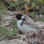 Mother Hooded Plover