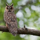 Mother Long-eared owl