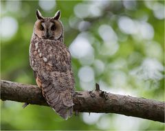 Mother Long-eared owl