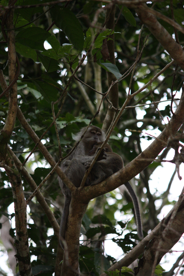 Mother macaque with young