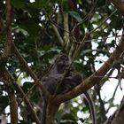 Mother macaque with young