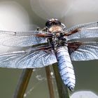 Mother nature - Dragonflies -