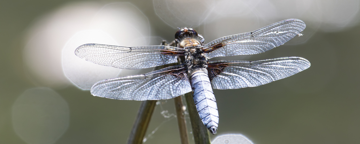 Mother nature - Dragonflies -