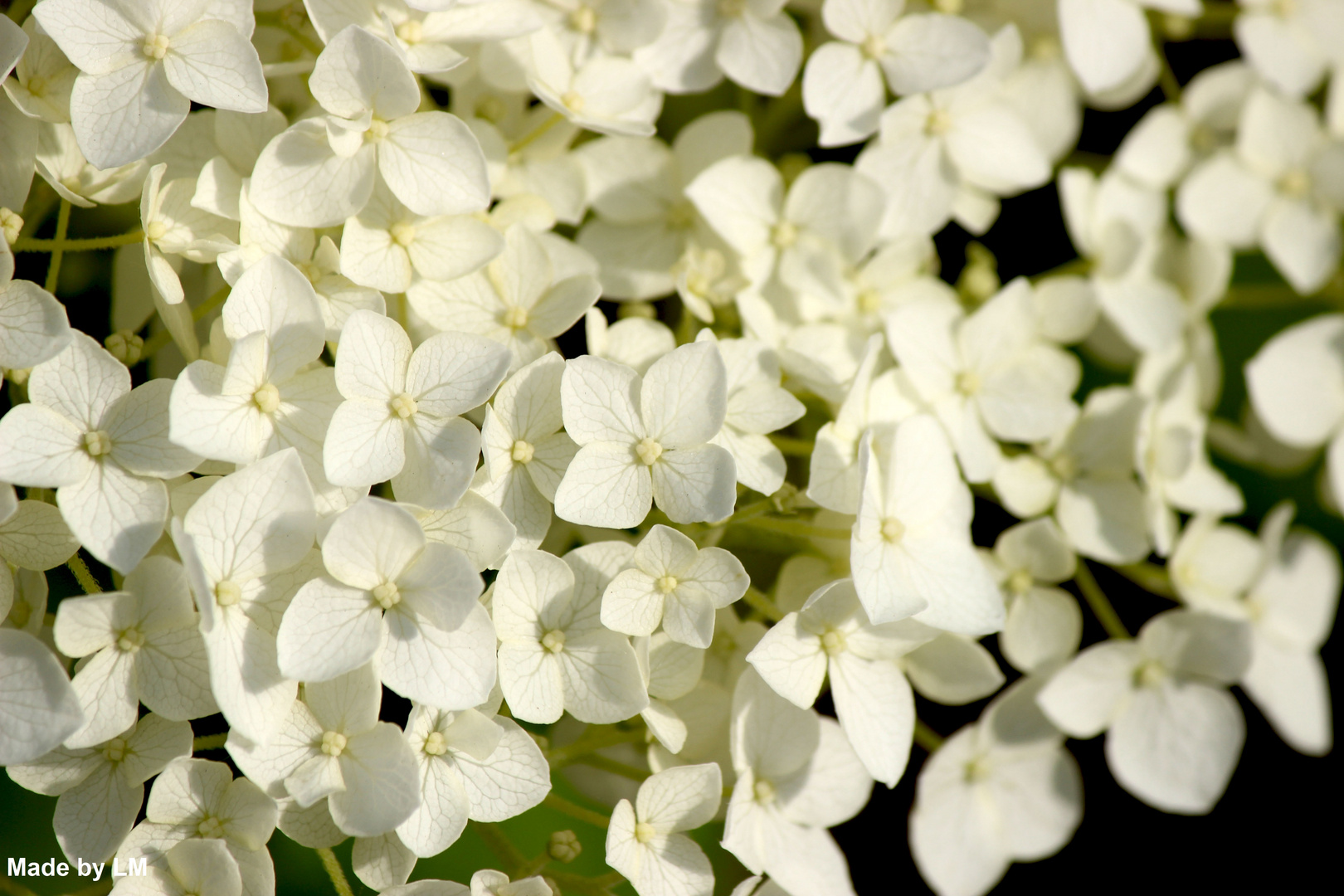 Mother Nature's wedding dress