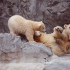 Mother Polar Bear and Baby