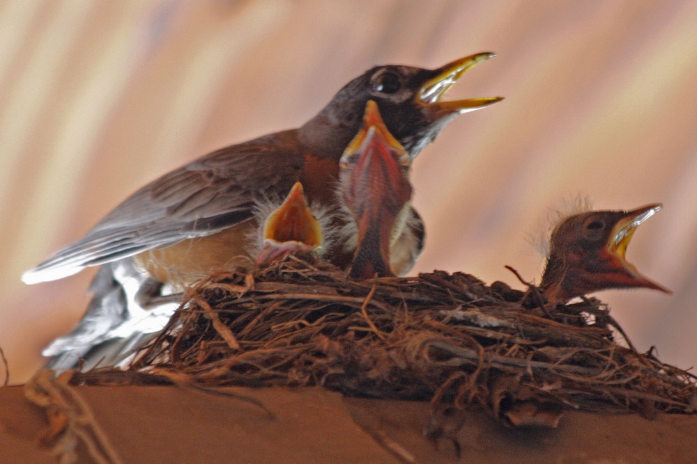 Mother Robin