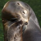 mother sea lion withe young