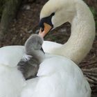Mother Swan and Cygnet