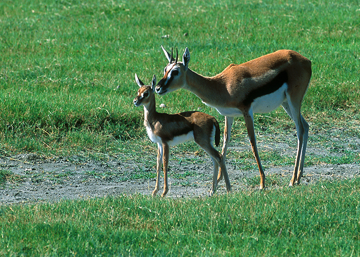 Mother Thompson's Gazelle Teaching Her Youngster to Survive