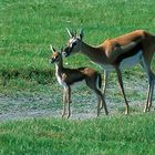 Mother Thompson's Gazelle Teaching Her Youngster to Survive