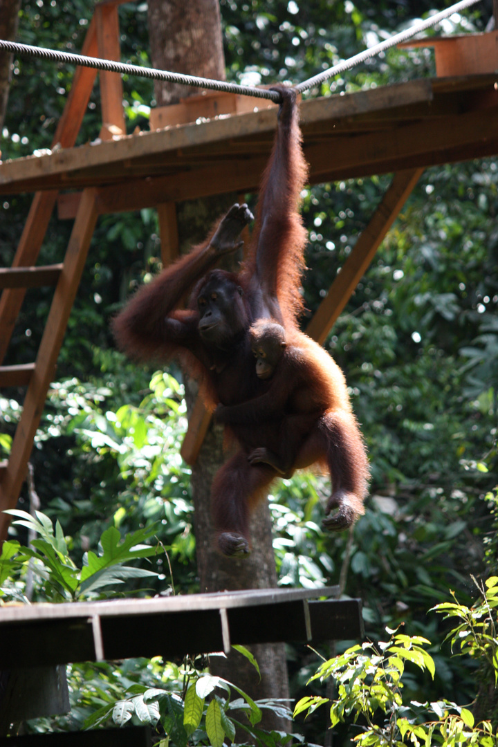 Mother urang utan with young