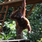 Mother urang utan with young