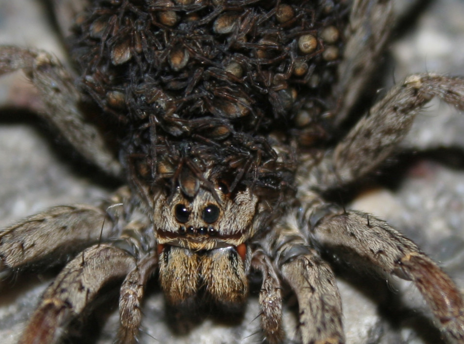 motherhood  (lycosa tarentula)