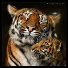 Motherlove