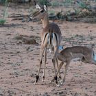 Motherly Love - Impala