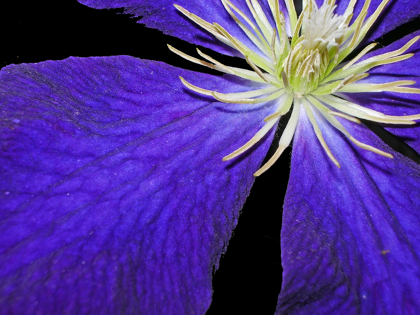 Mothers Clematis