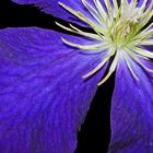 Mothers Clematis