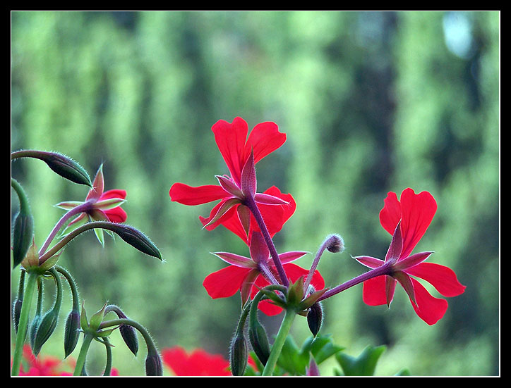 Mother's flowers