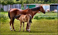 Mother´s love