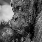 Mother`s love