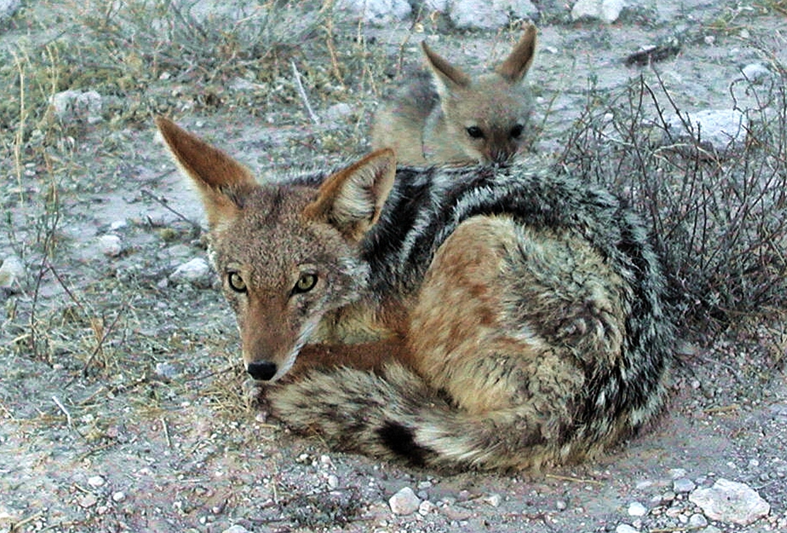 Mother's pride