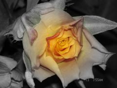 Mothersday rose....