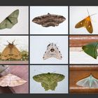 Moths of Mount Kinabalu/Borneo