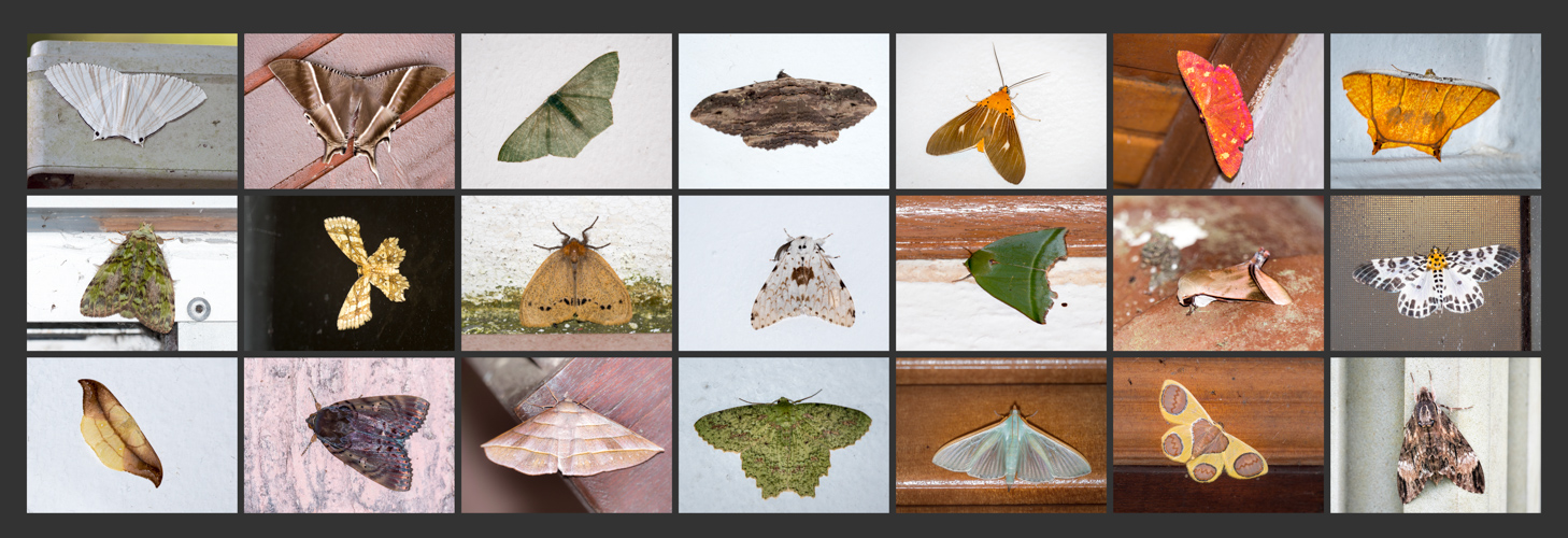 Moths of Mount Kinabalu/Borneo