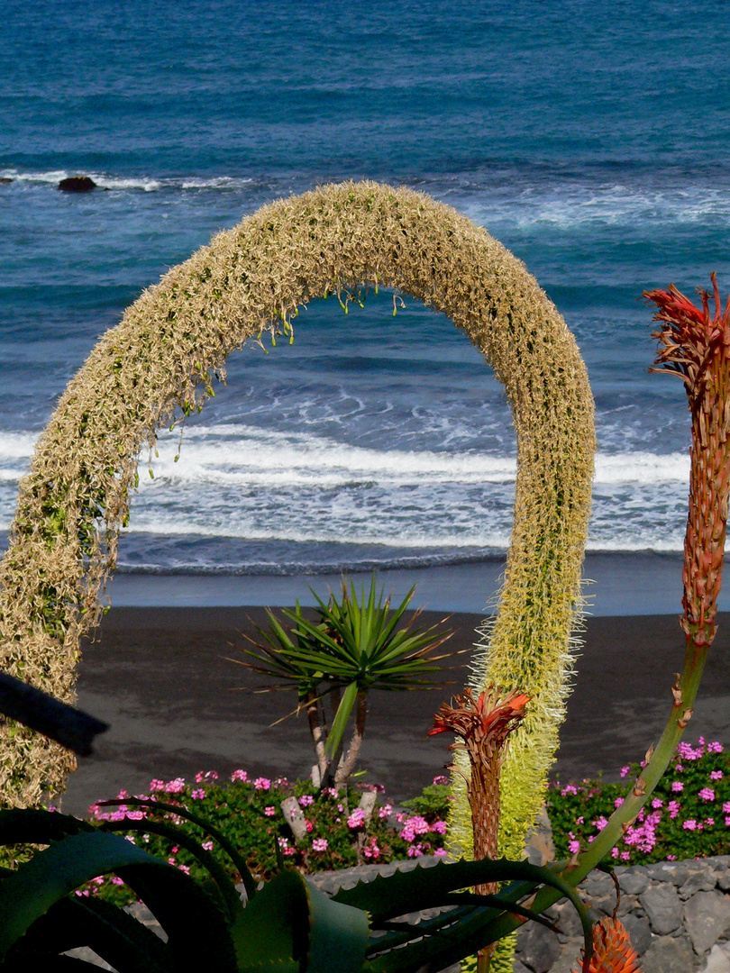 Motiv bei Puerto de la Cruz