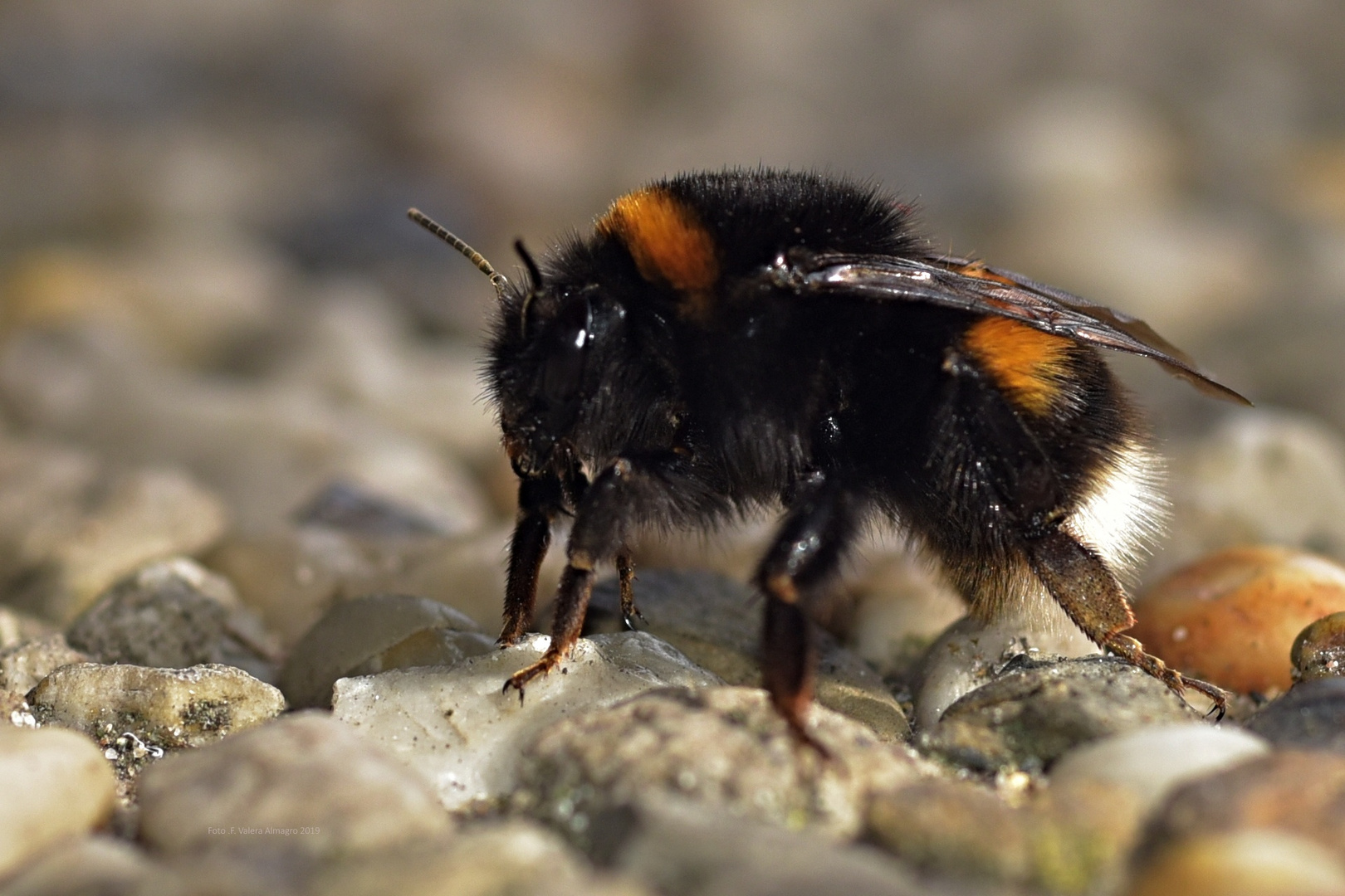 Motiv Insekt Hummel