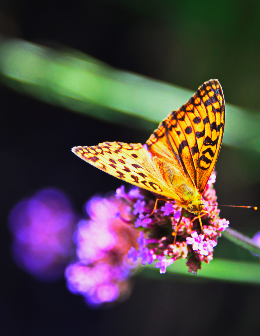 Motiv, Makro,Schmetterling