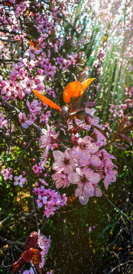 Motivation für die Blumen 